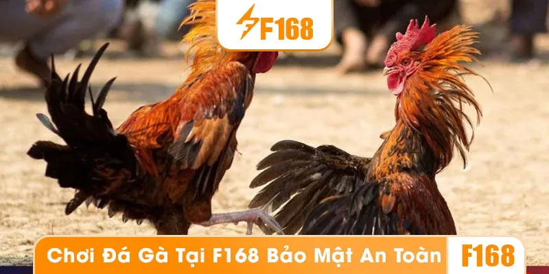 Cá cược đá gà tại F168 vô cùng bảo mật