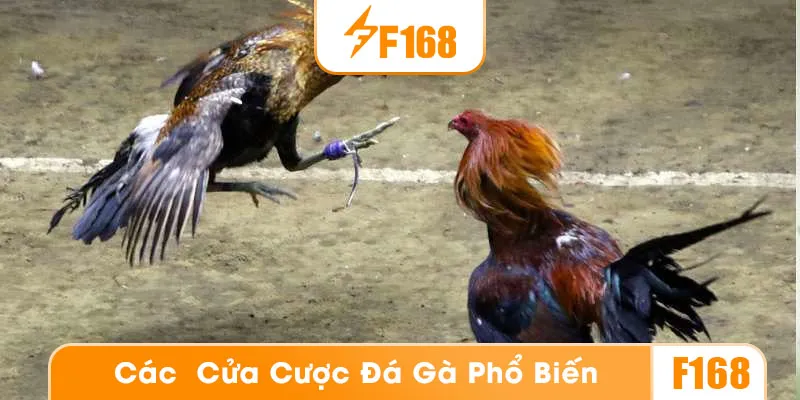 Các cửa cược đá gà phổ biến